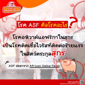 โรค ASF คืออะไร มาลองทำความรู้จักกัน