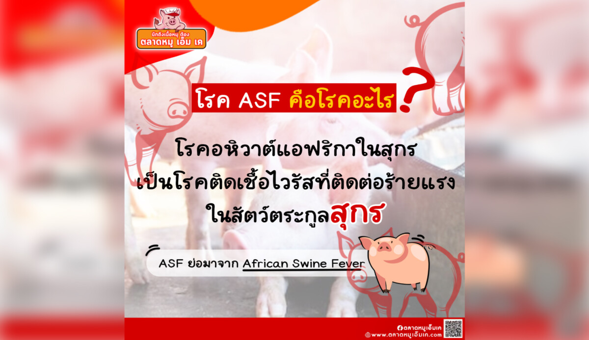 โรค ASF คืออะไร มาลองทำความรู้จักกัน